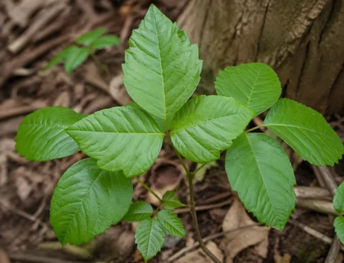 Poison Ivy in Kids: What Parents May Notice and When to Get Help